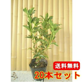 楽天市場 しきみ 販売の通販