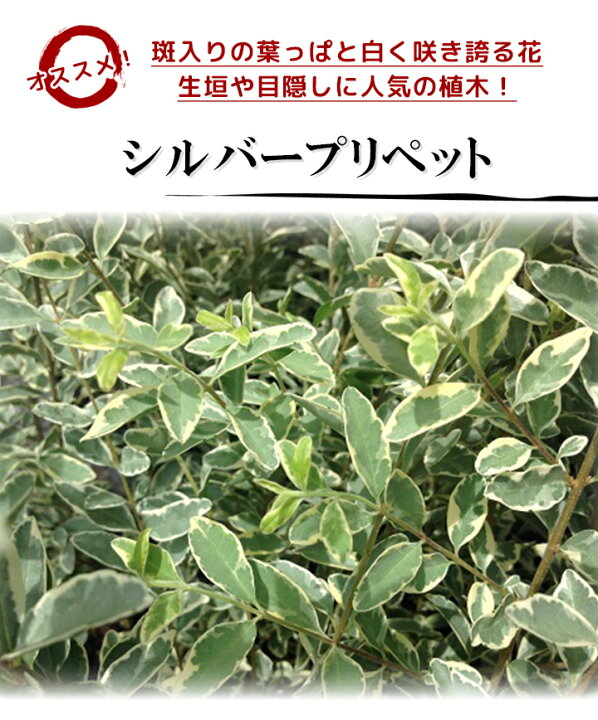 楽天市場 送料無料 10本セット シルバープリペット 樹高0 6m前後 15cmポット しるばーぷりぺっと プリペット 苗 植木 苗木 生垣 目隠し 花と緑