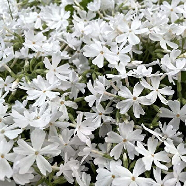 楽天市場 単 品 シバザクラ シロ 白 9cmポット しばざくら シバザクラ シロ 白 芝桜 苗 植木 苗木 グランドカバー 下草 寄せ植え 低木 花と緑 楽天市場 単 品 シバザクラ シロ 白 9cmポット しばざくら シバザクラ シロ 白 芝桜 苗 植木 苗木 グランドカバー 下草 寄せ植え 低木 花と緑