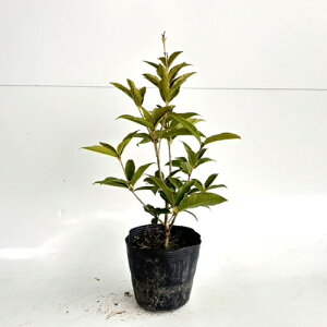 yzy50{Zbgz VLULNZC 0.25mO 10.5cm|bg XC[gI[u lG炫؍ lG炫NZC   c A c  _ ډB