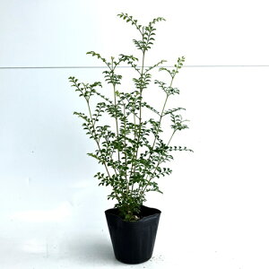 yzy20{Zbgz V}glR 0.3mO 10.5cm|bg ܂Ƃ˂肱 V{c[ c A c  _ ډB