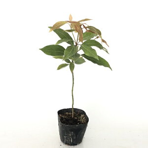 yzy10{Zbgz V_ 0.3mO 10.5cm|bg 낾 V_ c A c _ ډB