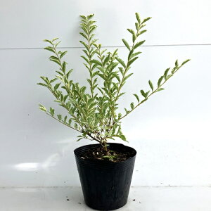 yzy40{Zbgz Vo[vybg 0.4mO 15cm|bg ΁[Ղ؂ vybg c A c  _ ډB