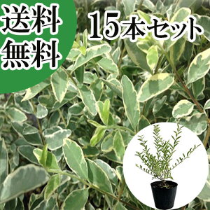 【送料無料】【15本セット】 シルバープリペット 樹高0.4m前後 15cmポット しるばーぷりぺっと プリペット 苗 植木 苗木 生垣 目隠し