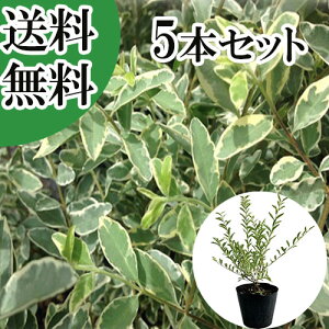 【送料無料】【5本セット】 シルバープリペット 樹高0.4m前後 15cmポット しるばーぷりぺっと プリペット 苗 植木 苗木 生垣 目隠し