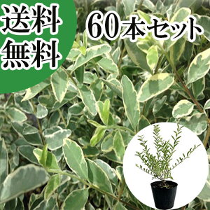 【送料無料】【60本セット】 シルバープリペット 樹高0.4m前後 15cmポット しるばーぷりぺっと プリペット 苗 植木 苗木 庭 生垣 目隠し