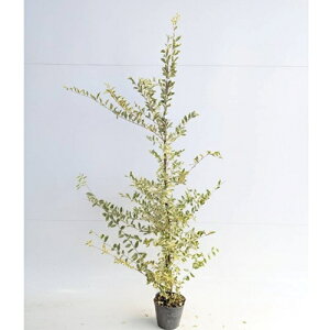 yzy15{Zbgz Vo[vybg 1.0mO 15cm|bg ΁[Ղ؂ vybg c A c  _ ډB