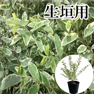 y ’P •i z ƒVƒ‹ƒo[ƒvƒŠƒyƒbƒg Ž÷‚0.4m‘OŒã 15cmƒ|ƒbƒg ‚µ‚é‚Î[‚Õ‚è‚Ø‚Á‚Æ ƒvƒŠƒyƒbƒg •c A–Ø •c–Ø ’ë ¶Š_ –Ú‰B‚µ