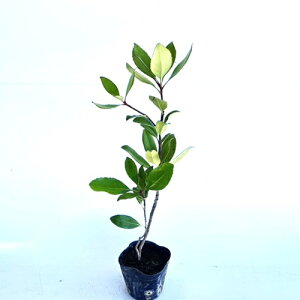 yzy20{Zbgz VoC 0.3mO 10.5cm|bg ΂ ԗ֔~ c A c  _ ډB