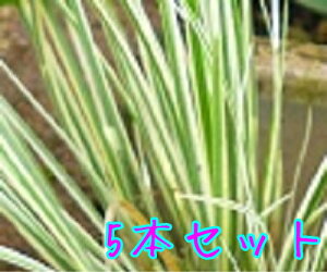 yzy5{Zbgz tCZLVE / 10.5cm|bg ӂ肹傤 Ώ ZLVE c A c OhJo[  񂹐A 