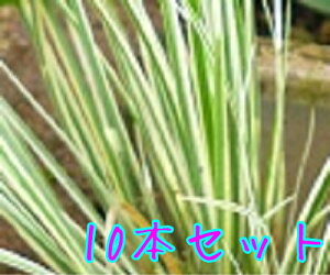 yzy10{Zbgz tCZLVE / 10.5cm|bg ӂ肹傤 Ώ ZLVE c A c OhJo[  񂹐A 