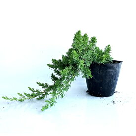 【送料無料】【20本セット】 ブルーパシフィック / 15cmポット ぶるーぱしふぃっく コニファー ハイビャクシン 苗 植木 苗木 庭 グランドカバー 下草 寄せ植え 低木