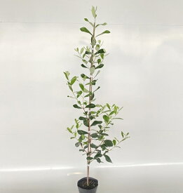 【 単 品 】 フェイジョア 樹高1.0m前後 15cmポット ふぇいじょあ フェイジョア 実生苗 苗 植木 苗木 庭 生垣 山林苗