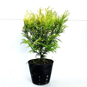 yzy60{Zbgz tBtFI[A 0.3mO 15cm|bg ӂӂ炨[ꂠ Rjt@[ tBtF I[A c A c  _