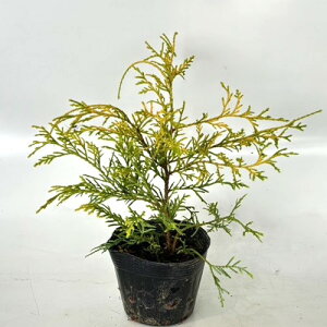 yzy40{Zbgz tBtFI[A 0.2mO 10.5cm|bg ӂӂ炨[ꂠ Rjt@[ tBtF I[A c A c _ ډB