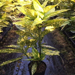 yzy20{Zbgz tCAIL 0.4mO 15cm|bg ӂ肠 AIL  c A c  _ ډB
