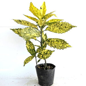 yzy3{Zbgz tCAIL 0.3mO 15cm|bg ӂ肠 AIL  c A c  _ ډB