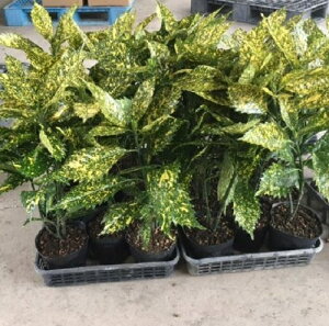 植木 盆栽 アオキの人気商品 通販 価格比較 価格 Com 植木 盆栽 アオキの人気商品 通販 価格比較 価格 Com