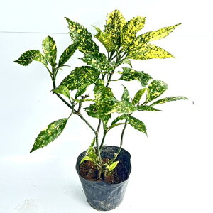 yzy20{Zbgz tCAIL 0.4mO 15cm|bg ӂ肠 AIL  c A c _ ډB