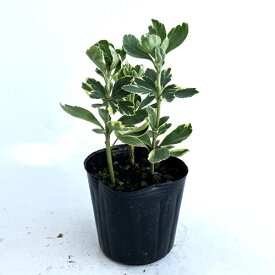 【 単 品 】 フイリフッキソウ / 9.0cmポット ふいりふっきそう 斑入り富貴草 斑入りフッキソウ フッキソウ 苗 植木 苗木 庭 グランドカバー 下草 寄せ植え 低木