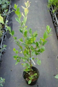 苗 ブルーベリー ホームベルの人気商品 通販 価格比較 価格 Com