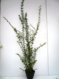 yzy P i z vybg 1.0mO 15cm|bg Ղ؂ vybg_ ̐_񂹐A c A c  _ ډB