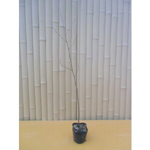 yzy40{Zbgz NmL 0.3mO 10.5cm|bg ނ̂  ̖  c A c _ Rѕc ډB
