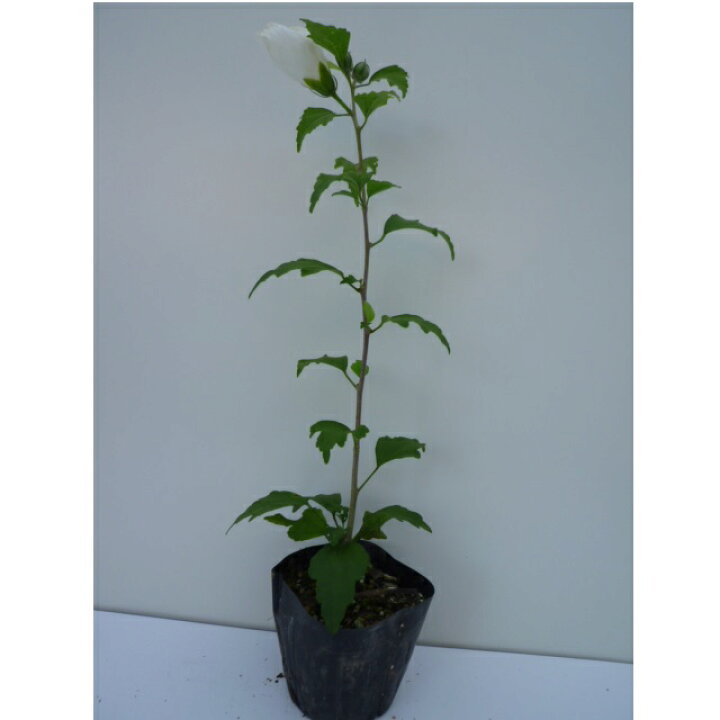 楽天市場 単 品 ムクゲ 樹高0 3m前後 10 5cmポット むくげ 木槿 ムクゲ 苗 植木 苗木 生垣 目隠し 花と緑