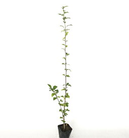 【 単 品 】 ムクゲ 樹高0.8m前後 10.5cmポット むくげ 木槿 苗 植木 苗木 庭 生垣 目隠し