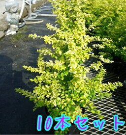 楽天市場 ライム 木の通販 楽天市場 ライム 木の通販
