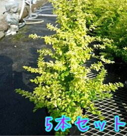 楽天市場 ライム 木の通販