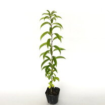 楽天市場】ナナミ（植木｜ガーデニング・農業）：花・ガーデン・DIYの通販
