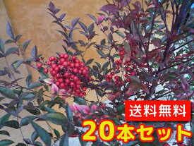 楽天市場 鬼門 に 植える 木の通販