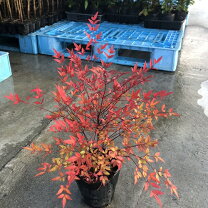 楽天市場】南天 の 木（植木｜ガーデニング・農業）：花・ガーデン 