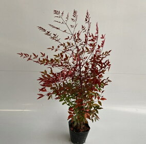 楽天市場 植木 種類 植物 ナンテン 人気ランキング1位 売れ筋商品