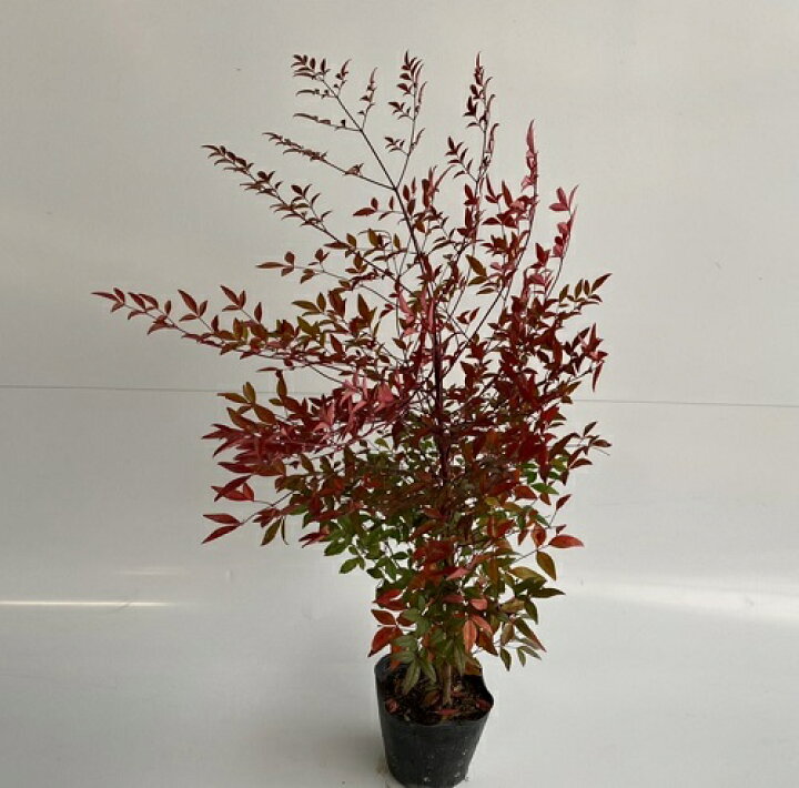 楽天市場 単 品 ナンテン 樹高0 5m前後 15cmポット なんてん 南天 赤実縁起の良い木とされ 鬼門または裏鬼門に植えると良い 苗 植木 苗木 生垣 目隠し 花と緑 楽天市場 単 品 ナンテン 樹高0 5m前後 15cmポット なんてん 南天 赤実縁起の良い木とされ 鬼門または裏鬼門に植えると良い 苗 植木 苗木 生垣 目隠し 花と緑