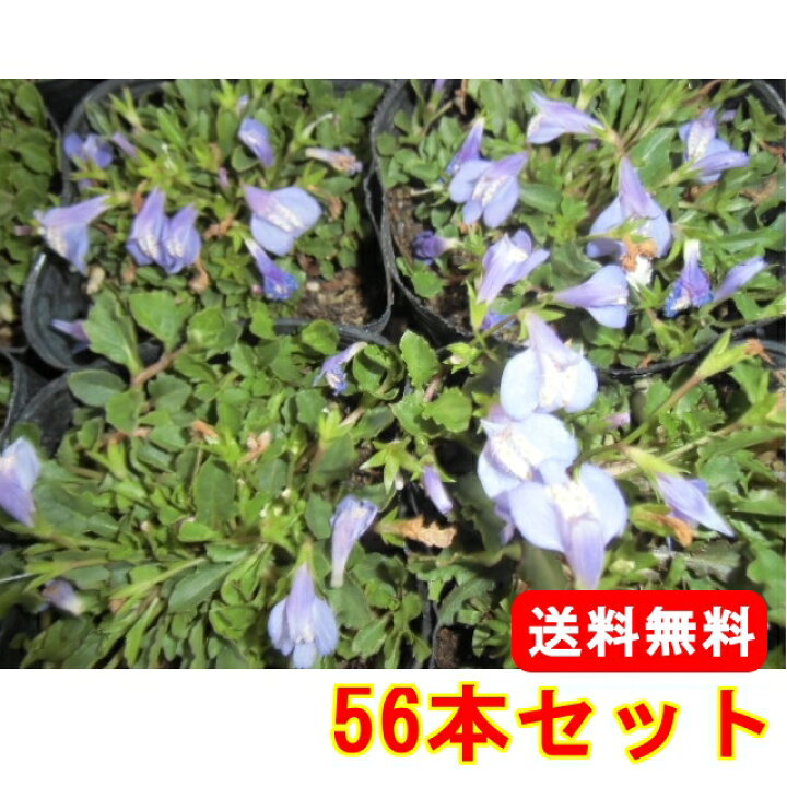 楽天市場 サギゴケ ピンク 鷺苔 ピンク花 30本 グランドカバー 下草 雑草予防 猪之助商店 猪之助商店シバザクラ ピンク花 多年草 1本 グランドカバー 下草 雑草予防 Positronhospital Com