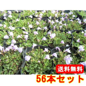 楽天市場 グランドカバー 多年草の通販