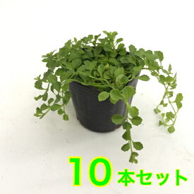 楽天市場 下草 庭木の通販