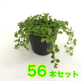 楽天市場 グランドカバー 多年草の通販