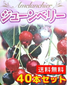 苗 ジューンベリーの通販 価格比較 価格 Com