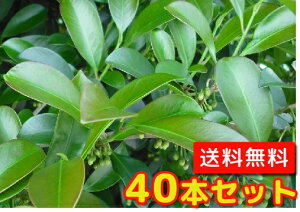 榊 苗の通販 価格比較 価格 Com