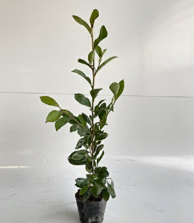 楽天市場 送料無料 80本セット サカキ ホンサカキ 本榊 樹高0 3m前後 10 5cmポット ホンサカキ ほんさかき 榊 本サカキ 神事 祭壇 神棚 本神榊 ヒサカキではありません 苗 植木 苗木 さかき 榊 本サカキ 神事 祭壇 本神榊 花と緑