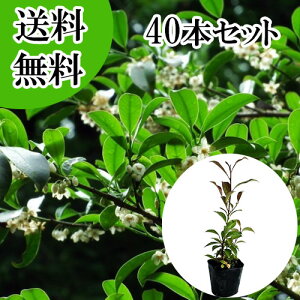 �y���������z�y40�{�Z�b�g�z �T�J�L �i�z���T�J�L�j �{�� ����0.4m�O�� 10.5cm�|�b�g �z���T�J�L�@�ق񂳂��� �� �{�T�J�L�i�_�� �Ւd �_�I�j�{�_��@���q�T�J�L�ł͂���܂���B �c �A�� �c��