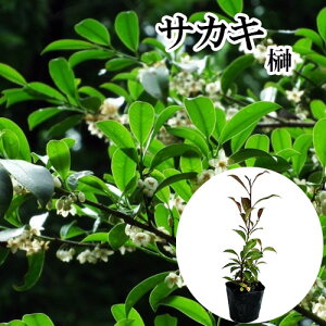 �y �P �i �z �T�J�L �i�z���T�J�L�j �{�� ����0.4m�O�� 10.5cm�|�b�g �z���T�J�L�@�ق񂳂��� �� �{�T�J�L�i�_�� �Ւd �_�I�j�{�_��@���q�T�J�L�ł͂���܂���B �c �A�� �c�� �� ������ �� �{