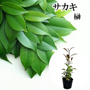 本榊 榊 盆栽 植木」の人気商品一覧・価格比較 - 価格.com