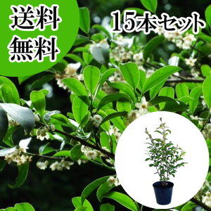 �y���������z�y15�{�Z�b�g�z �T�J�L �i�z���T�J�L�j �{�� ����0.6m�O�� 15cm�|�b�g �z���T�J�L�@�ق񂳂��� �� �{�T�J�L�i�_�� �Ւd �_�I�j�{�_��@���q�T�J�L�ł͂���܂���B �c �A�� �c�� 