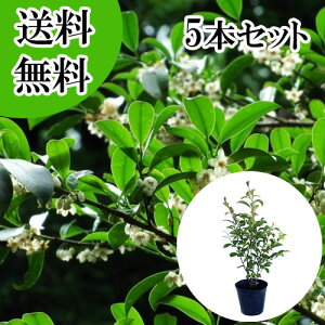 �y���������z�y5�{�Z�b�g�z �T�J�L �i�z���T�J�L�j �{�� ����0.6m�O�� 15cm�|�b�g �z���T�J�L�@�ق񂳂��� �� �{�T�J�L�i�_�� �Ւd �_�I�j�{�_��@���q�T�J�L�ł͂���܂���B �c �A�� �c�� 