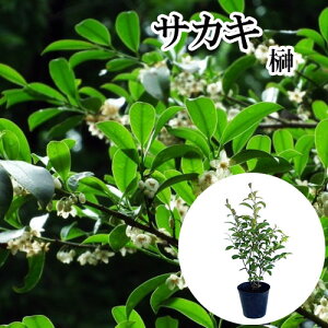 �y �P �i �z �T�J�L �i�z���T�J�L�j �{�� ����0.6m�O�� 15cm�|�b�g �z���T�J�L�@�ق񂳂��� �� �{�T�J�L�i�_�� �Ւd �_�I�j�{�_��@���q�T�J�L�ł͂���܂���B �c �A�� �c�� �� ������ �� �{�T