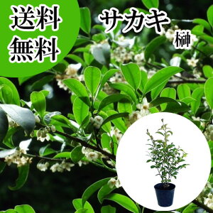 �y���������z�y �P �i �z �T�J�L �i�z���T�J�L�j �{�� ����0.6m�O�� 15cm�|�b�g �z���T�J�L�@�ق񂳂��� �� �{�T�J�L�i�_�� �Ւd �_�I�j�{�_��@���q�T�J�L�ł͂���܂���B �c �A�� �c�� �� 